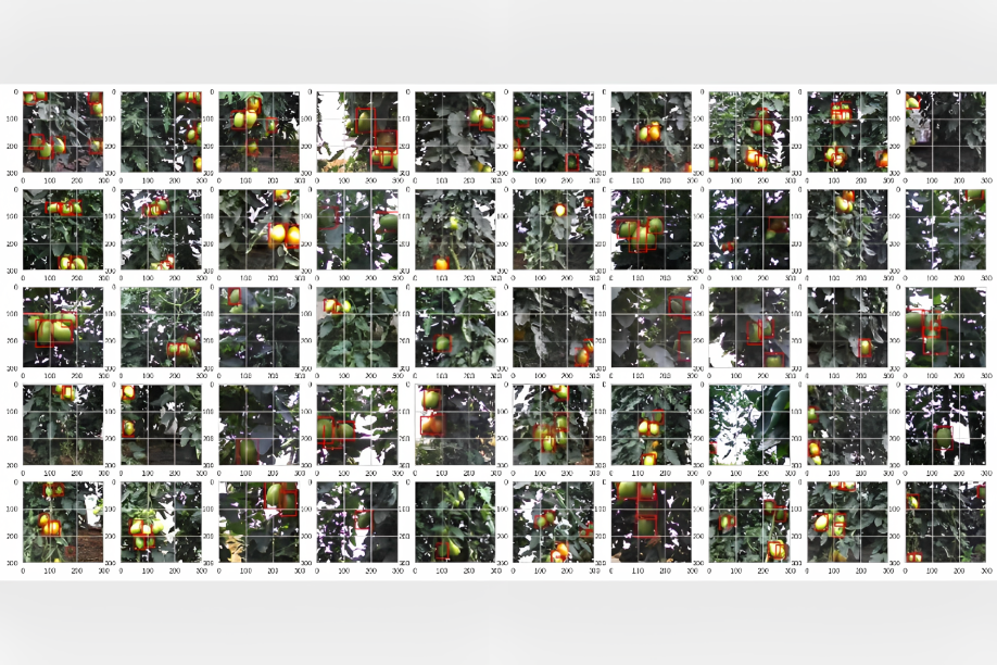 Identification of tomato bounding boxes in images